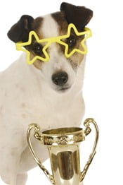 champion dog